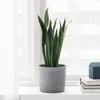 plmebli