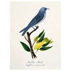 IKEA PJÄTTERYD(506.187.83) малюнок, птах