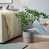 plmebli