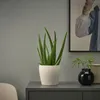 plmebli